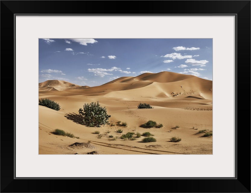 Sand dunes and bushes in the Sahara Desert, Merzouga, Morocco, North Africa, Africa