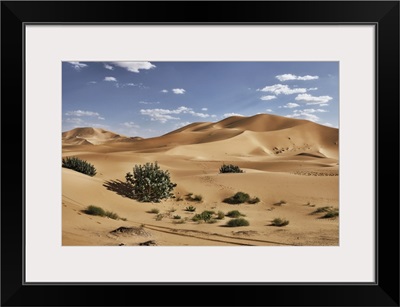 Sand Dunes And Bushes In The Sahara Desert, Merzouga, Morocco, North Africa