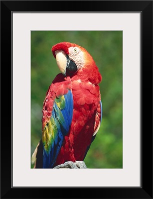 Scarlet Macaw, Seaworld, San Diego, California, United States of America, North America