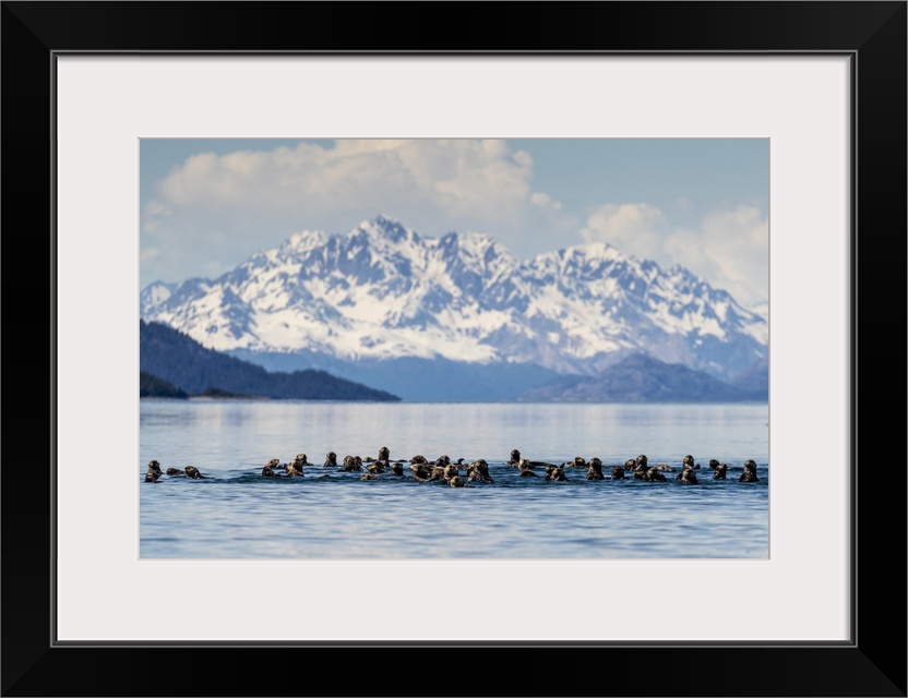 Sea otters (Enhydra lutris), in the Beardslee Island Group in Glacier Bay National Park, UNESCO World Heritage Site, South...