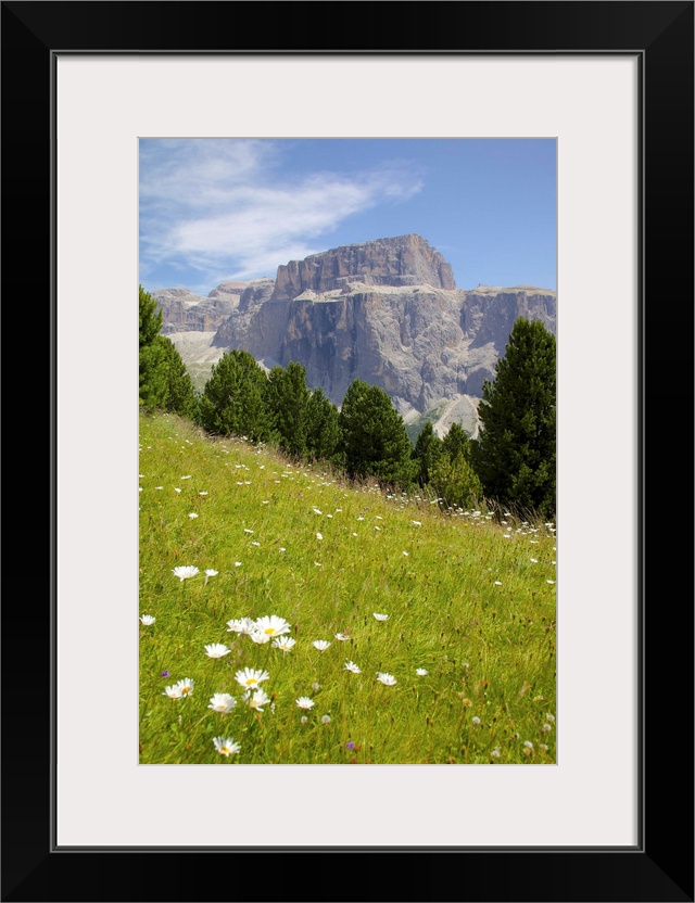 Sella Pass and daisies, Trento and Bolzano Provinces, Italian Dolomites, Italy, Europe