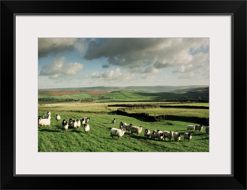 Sheep on Abney Moor, Peak District National Park, England, UK