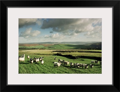 Sheep on Abney Moor, Peak District National Park, England, UK