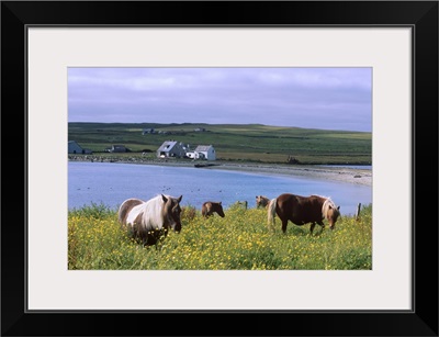 Shetland ponies, Unst, Shetland Islands, Scotland, UK