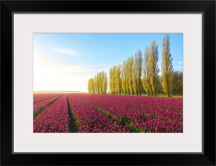 The blue sky at dawn and colourful fields of tulips in bloom surrounded by tall trees, De Rijp, Alkmaar, North Holland, Ne...