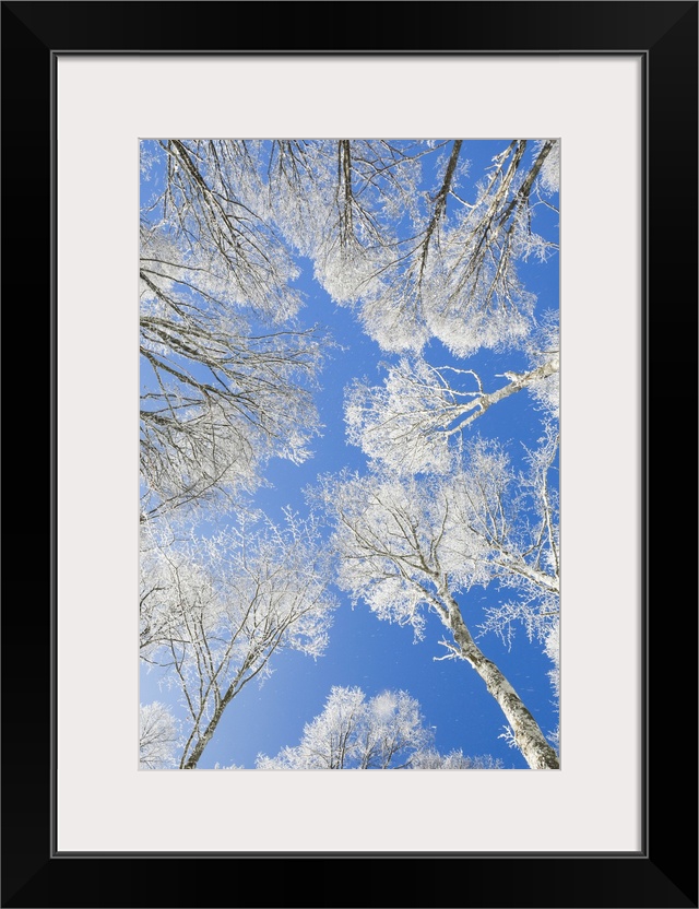 Snow covered beech tree tops against blue sky viewed from the ground, Neuenburg, Switzerland, Europe