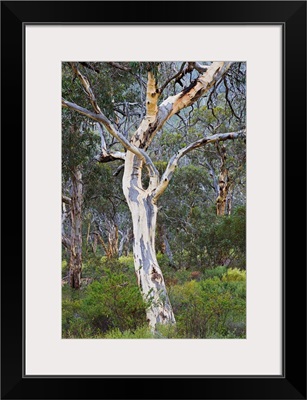 Snow gum, Western Australia, Australia, Pacific