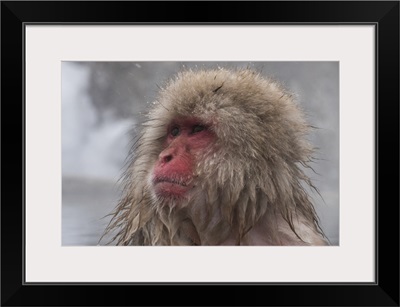 Snow Monkey looking out, Honshu, Japan, Asia