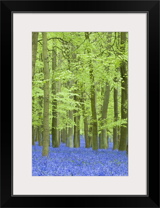 Spring bluebells in beech woodland, Dockey Woods, Buckinghamshire, England