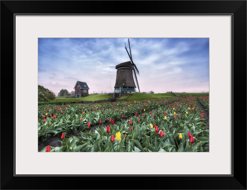View of multi-coloured fields of tulips and windmills at spring, Berkmeer, Koggenland, North Holland, Netherlands, Europe