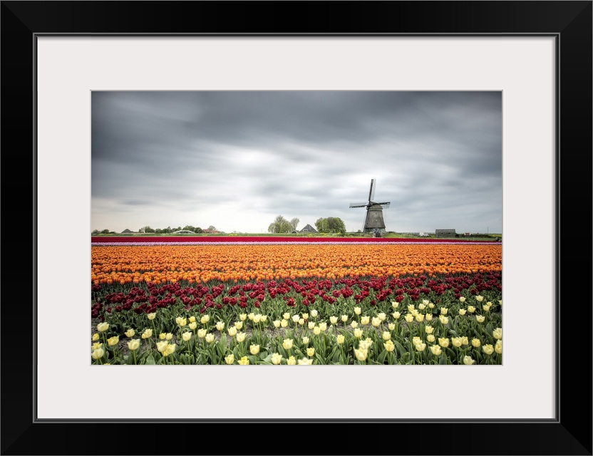 Spring clouds over fields of multicolored tulips and windmill, Berkmeer, Koggenland, North Holland, Netherlands, Europe