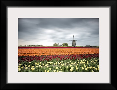 Spring Clouds On Fields Of Multicolored Tulips And Windmill, Netherlands