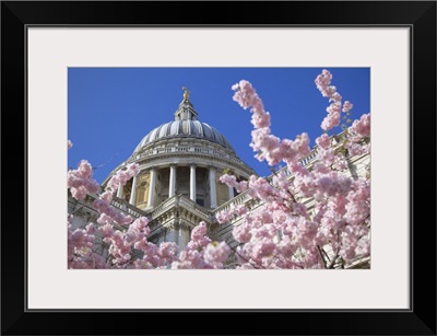 St. Paul's Cathedral And Spring Blossom, London, England