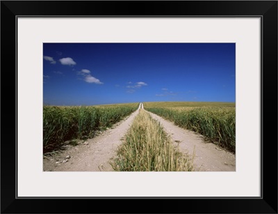 Straight path through field, Hampshire, England, UK