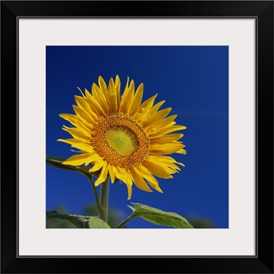 Sunflower, Tuscany, Italy, Europe