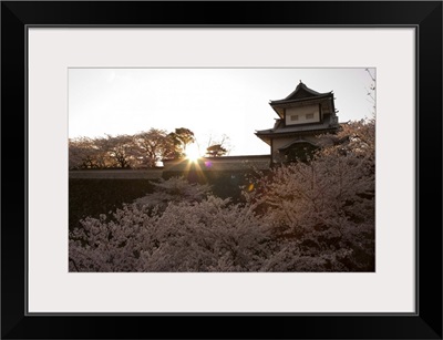 Sunset, cherry blossom, Kanazawa castle, Kanazawa city, Japan