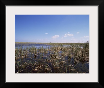 Swamps, Everglades National Park, Florida