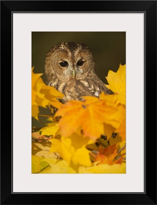 Tawny owlamong autumn foliage