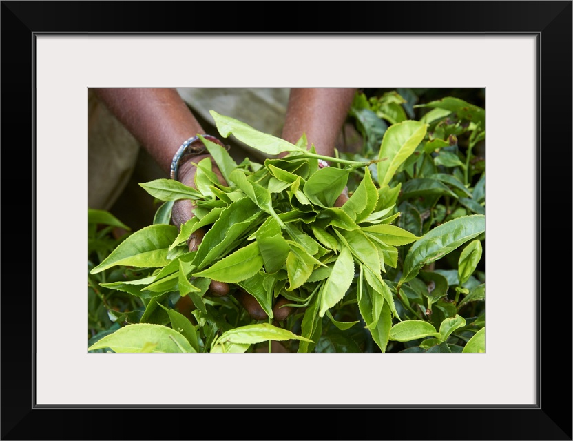 Tea, tea plantations, Munnar, Kerala, India