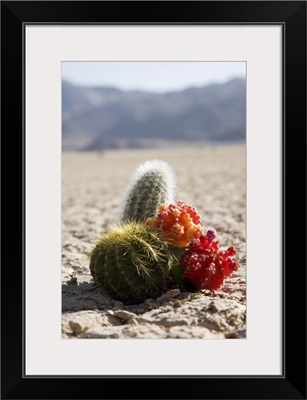 The Racetrack Point, Death Valley National Park, California, USA