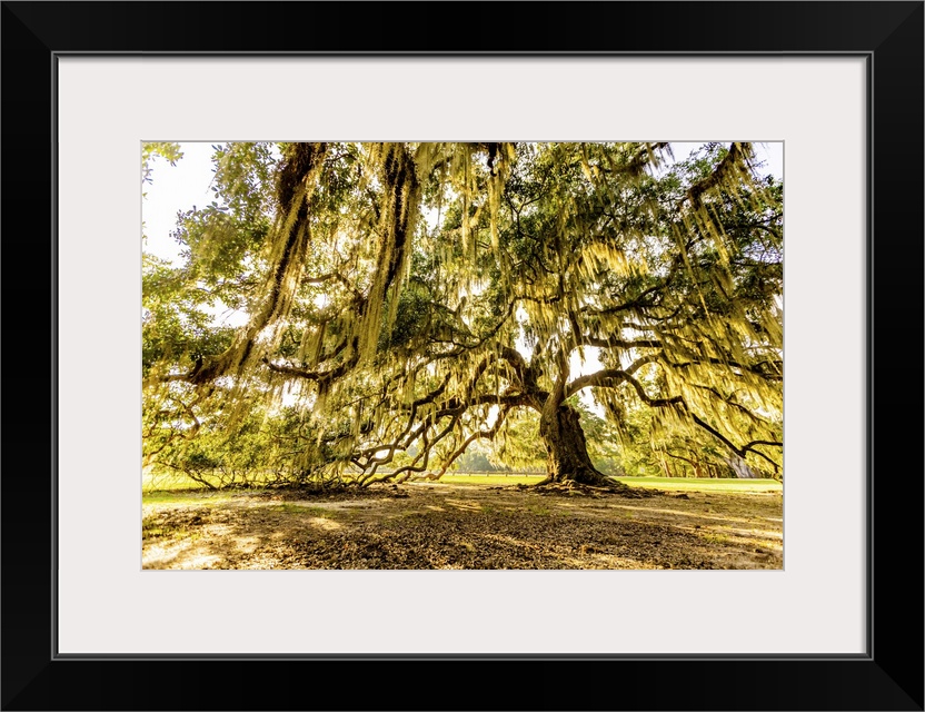 The Tree of Life in Audubon Park, New Orleans, Louisiana, United States of America, North America