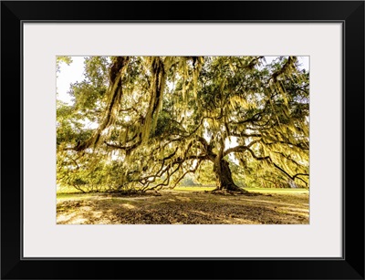 The Tree Of Life In Audubon Park, New Orleans, Louisiana, United States Of America