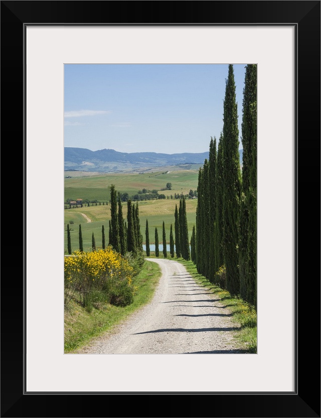 Tree lined driveway, Val d'Orcia, Tuscany, Italy, Europe.