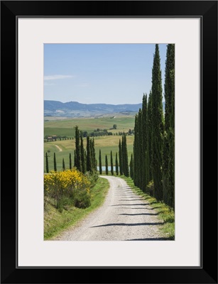 Tree lined driveway, Val d'Orcia, Tuscany, Italy