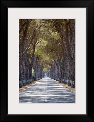 Tree-lined road, Maremma, Tuscany, Italy