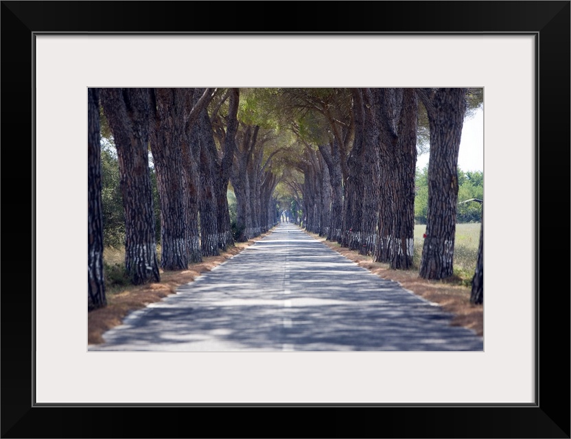 Tree-lined road, Maremma, Tuscany, Italy, Europe