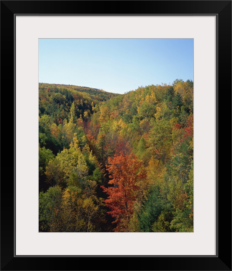 Trees in fall colours in woods in the Acadia National Park, Maine