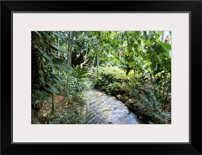Tropical forest, Shaw Park, Ocho Rios, Jamaica, West Indies