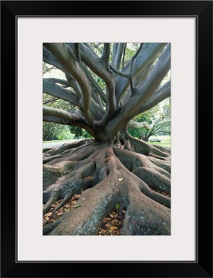 Trunk and roots of a tree in Domain Park, Auckland, North Island, New Zealand, Pacific