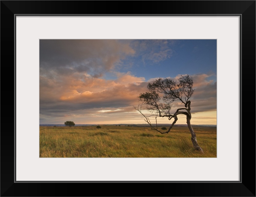 Twisted tree at dusk, Peak District National Park, Derbyshire, England