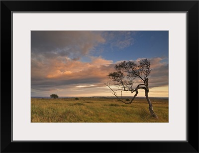 Twisted tree at dusk, Peak District National Park, Derbyshire, England