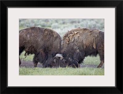 Two Bison Bulls Sparring, Yellowstone National Park, Wyoming