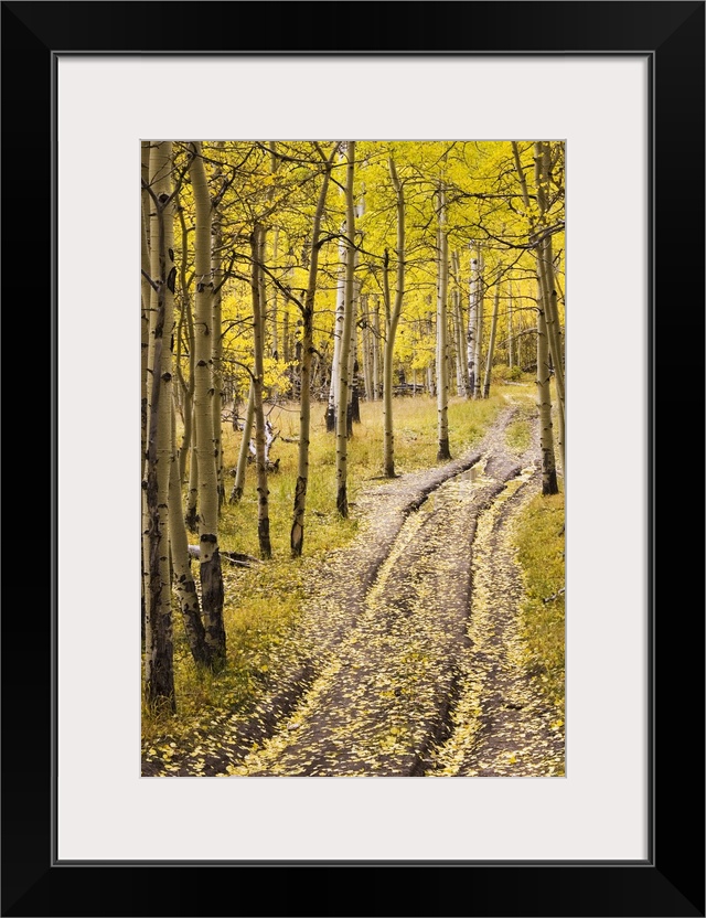 Two-track lane through fall aspens, near Telluride, Colorado