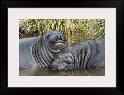 Two young Southern elephant seals playing in the water, South Georgia Island