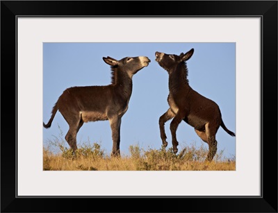 Two young wild burro playing, Custer State Park, South Dakota, USA