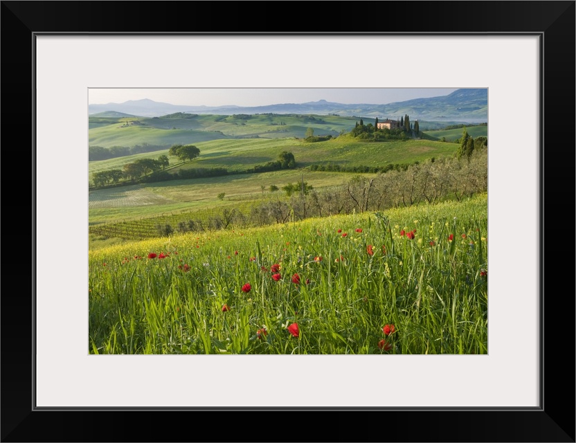 Val d'Orcia showing Belvedere and rolling Tuscan countryside, Tuscany, Italy