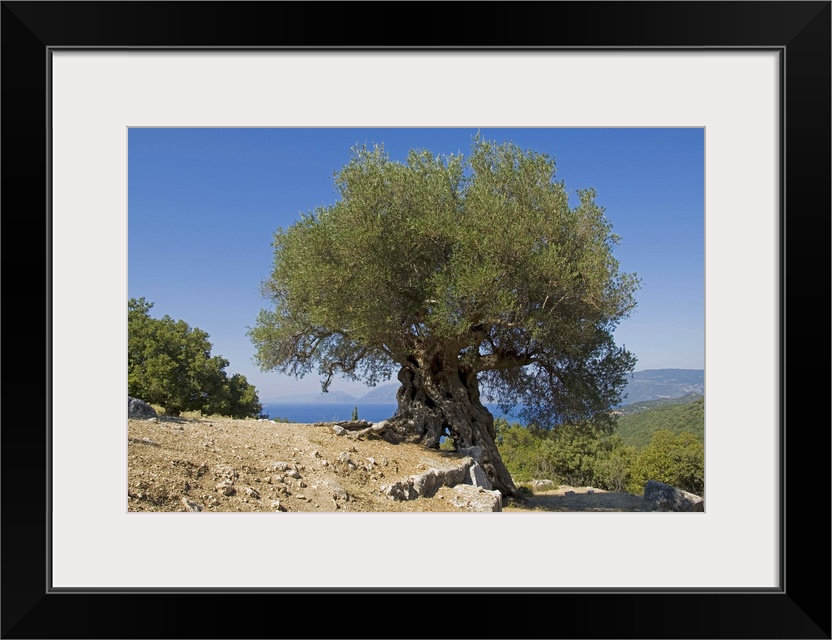 Very old olive tree, Kefalonia, Ionian Islands, Greece