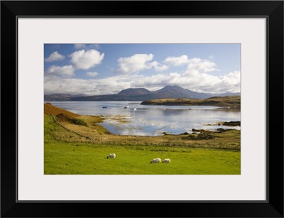 View Across Harbour, Sheep Grazing, Isleornsay, Isle Of Skye, Highland, Scotland