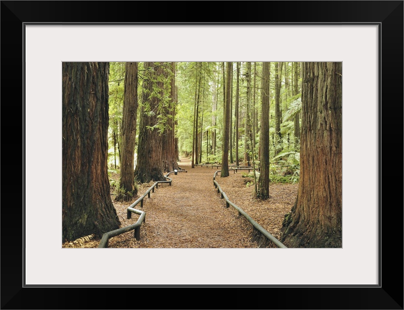 Walkway, The Redwoods, Rotorua, Bay of Plenty, North Island, New Zealand, Pacific