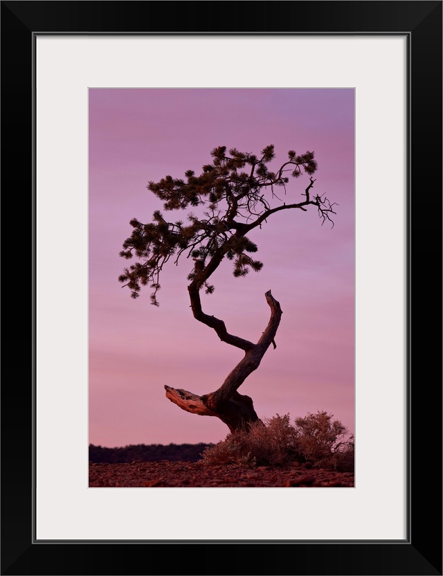 Weathered pine tree at dawn, Capitol Reef National Park, Utah, USA