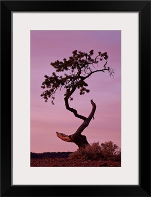 Weathered pine tree at dawn, Capitol Reef National Park, Utah, USA