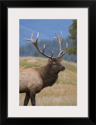 Wild Elk During The Autumn Rut, Jasper National Park, Alberta, Canadian Rockies, Canada