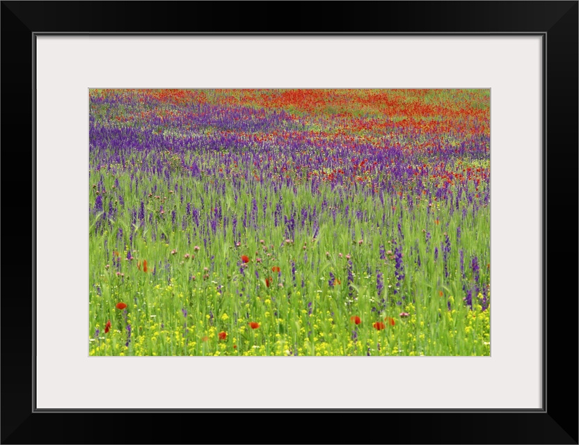 Wild flowers in a spring meadow, Castile la Mancha, Spain