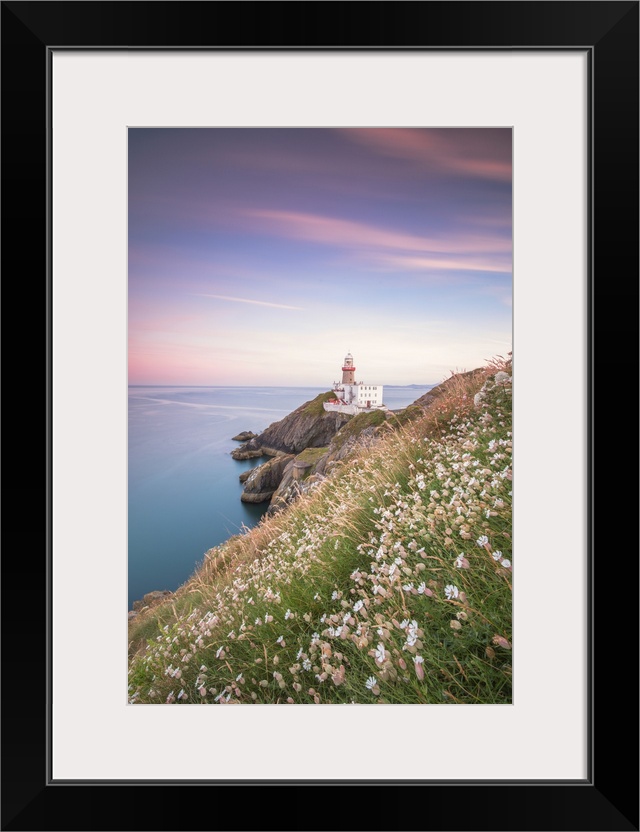 Wild flowers with Baily Lighthouse in the background, Howth, County Dublin, Republic of Ireland, Europe