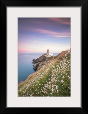 Wild Flowers With Baily Lighthouse In The Background, Howth, County Dublin, Ireland