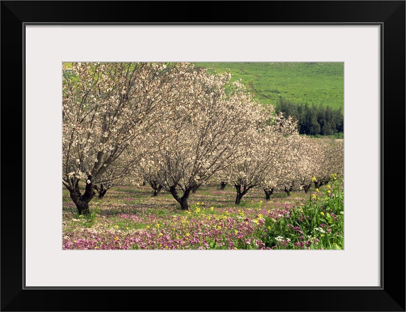 Winter flowers and almond trees in blossom in Lower Galilee, Israel, Middle East